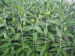 [Carbonia CH 18-20 041123.JPG]